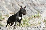 BULL TERRIER 014